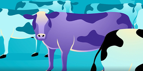Business Ghostwriter: Purple Cows Video